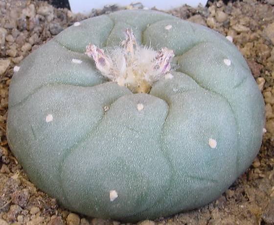 Lophophora_fricii